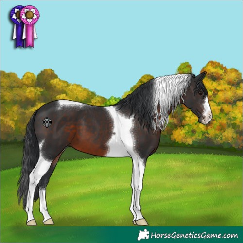 Horse Color:Brown Tobiano 