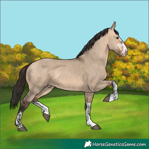 Horse Color:Bay Dun  and Bay Dun 
