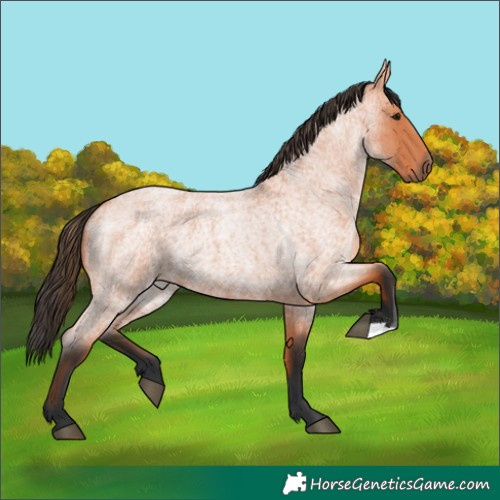 Horse Color:Unknown 