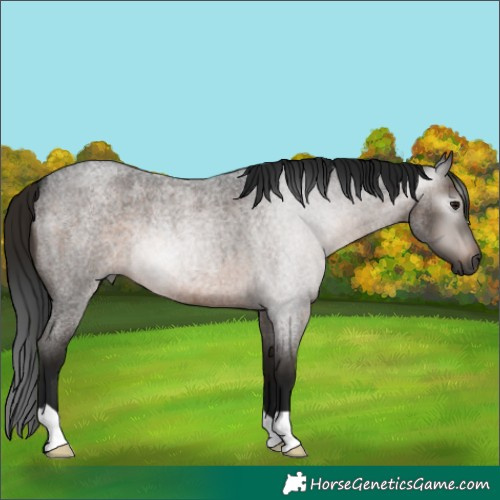 Horse Color:Gray Brown Roan 