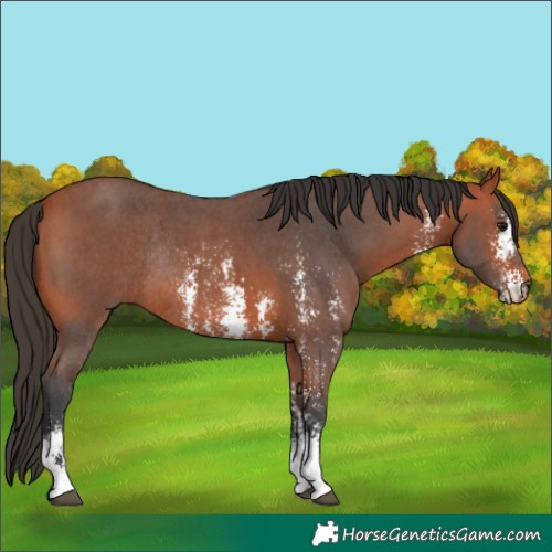 Horse Color:Bay Sabino Rabicano 
