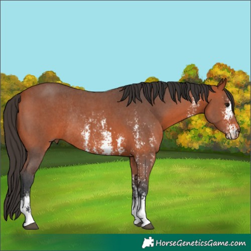 Horse Color:Bay Sabino Rabicano 