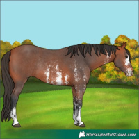 Horse Color:Bay Sabino Rabicano