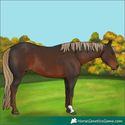 Horse Color:Liver Chestnut 