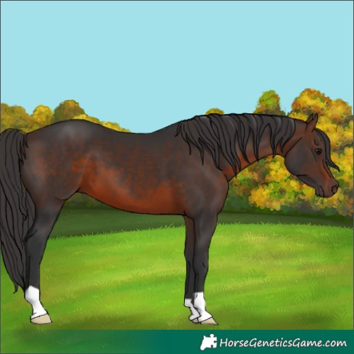 Horse Color:Brown 