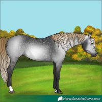 Horse Color:Gray Liver Chestnut 