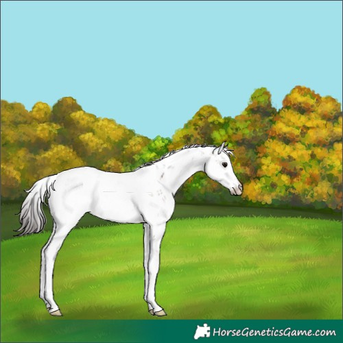 Horse Color:Bay Sabino Appaloosa 