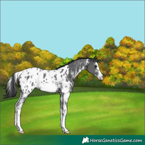 Horse Color:White Spotted Black Sabino Appaloosa 