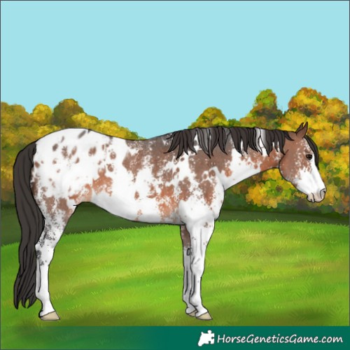 Horse Color:White Spotted Brown Sabino Appaloosa