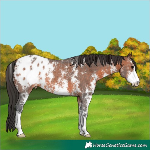 Horse Color:Unknown