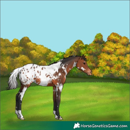 Horse Color:White Spotted Brown Appaloosa