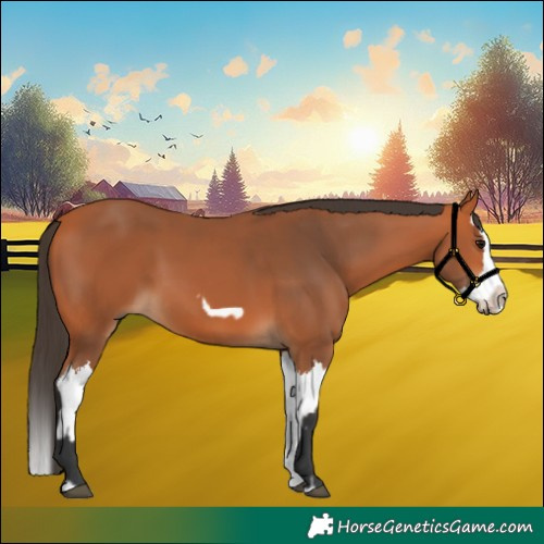 Horse Color:Bay Splash Frame  and Bay Splash 