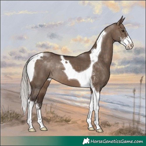 Horse Color:Silver Brown Dun Sabino Tobiano 