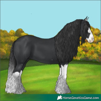 Horse Color:Black Splash