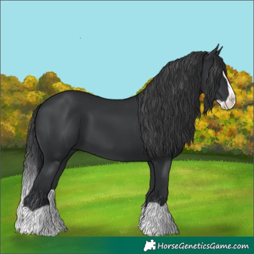 Horse Color:Black Splash 