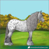Horse Color:Blue Roan Appaloosa 
