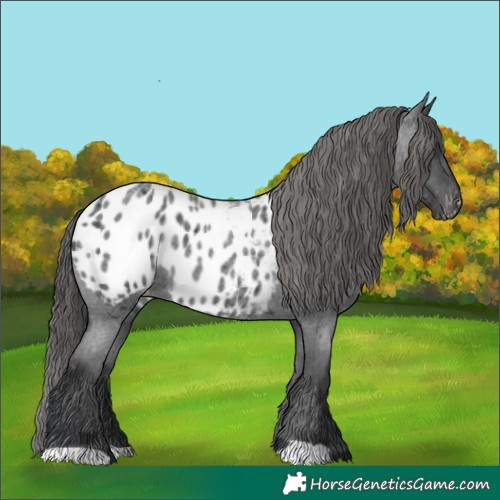 Horse Color:Blue Roan Appaloosa 