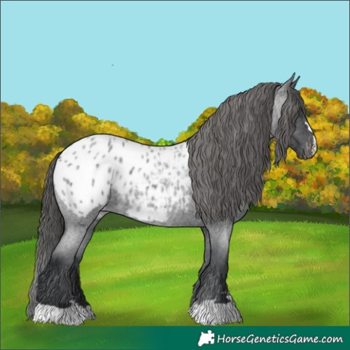Horse Color:Blue Roan Appaloosa 
