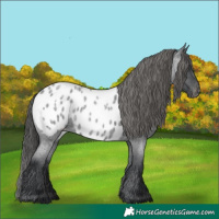 Horse Color:Blue Roan Near Leopard 