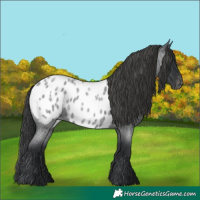 Horse Color:Blue Roan Appaloosa 