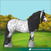 Horse Color:Blue Roan Appaloosa 