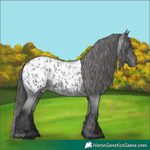 Horse Color:Blue Roan Appaloosa 