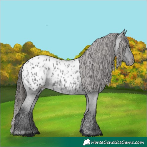 Horse Color:Blue Roan Appaloosa 
