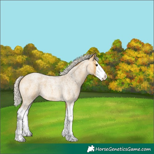 Horse Color:Silver Buckskin Roan Splash 