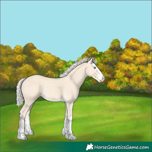 Horse Color:Cremello Splash  and Cremello Splash 