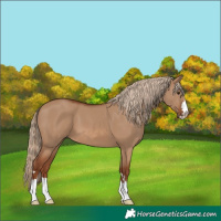 Horse Color:Red Dun 