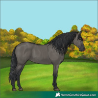 Horse Color:Grullo 