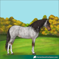 Horse Color:Gray White Spotted Liver Red Roan