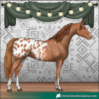 Horse Color:Chestnut Sabino Appaloosa 