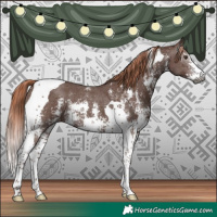 Horse Color:Gray Chestnut Sabino Tobiano