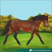 Horse Color:Bay 