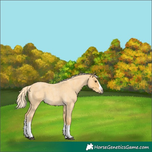 Horse Color:Palomino Roan Splash 
