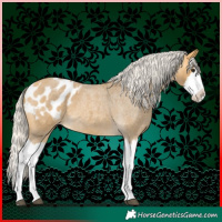 Horse Color:Silver Buckskin Roan Splash Appaloosa 