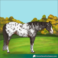 Horse Color:Liver Chestnut Sabino Splash Near Leopard Rabicano  and Liver Chestnut Sabino Splash Blanket Rabicano 