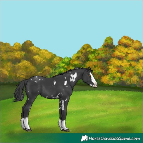 Horse Color:White Spotted Black Splash Appaloosa Rabicano 