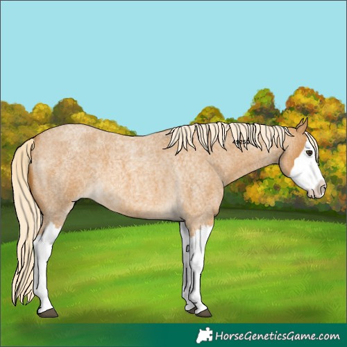 Horse Color:Palomino Roan Splash 