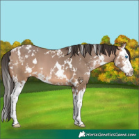 Horse Color:White Spotted Bay Dun Splash 