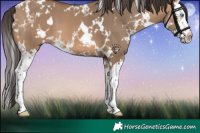 Horse Color:White Spotted Bay Dun Splash