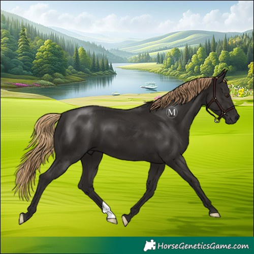 Horse Color:Liver Chestnut 