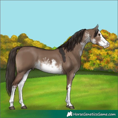 Horse Color:White Spotted Liver Red Dun Splash 