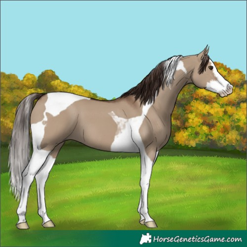 Horse Color:White Spotted Liver Red Dun Splash Tobiano 