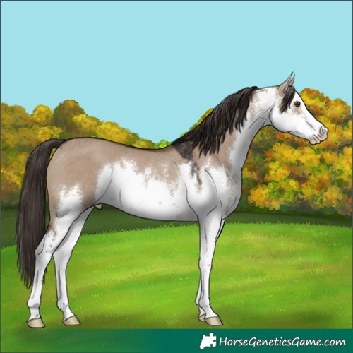 Horse Color:White Spotted Liver Red Dun Rabicano 
