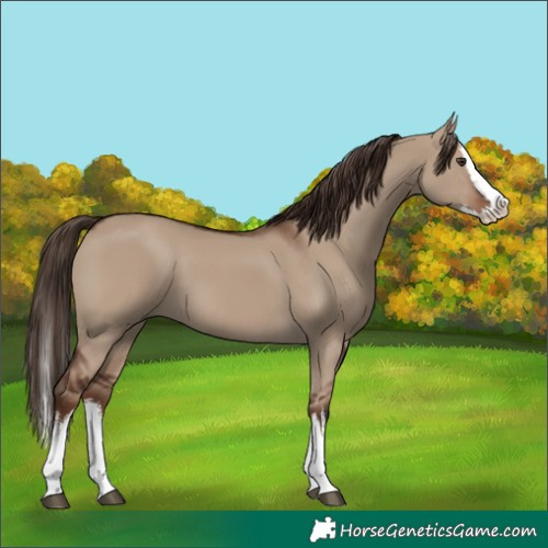 Horse Color:White Spotted Liver Red Dun Splash 