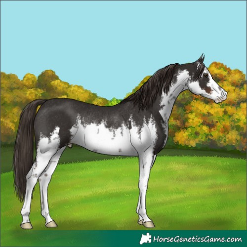 Horse Color:White Spotted Liver Chestnut Rabicano 
