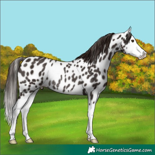 Horse Color:White Spotted Liver Chestnut Splash Near Leopard Rabicano 