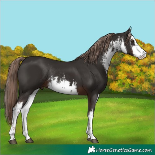 Horse Color:White Spotted Liver Chestnut Rabicano 